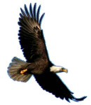 Wings as eagles